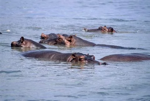 Hippopotamus Stock Photos