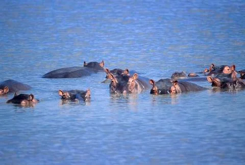 Hippopotamus Stock Photos