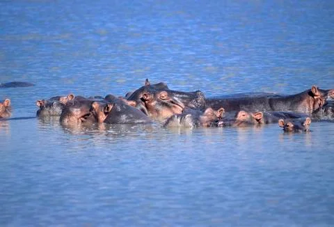 Hippopotamus Stock Photos
