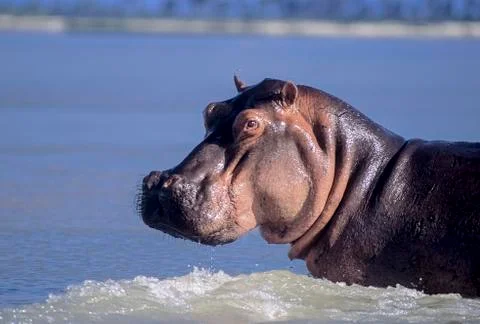Hippopotamus Stock Photos