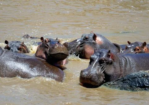 Hippopotamus Foto stock