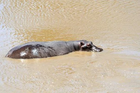 Hippopotamus 写真素材