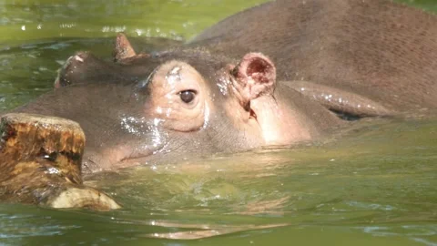 Hippopotamus plays with a log Видео 90992792