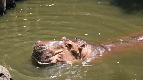 Hippopotamus on the pond eating Stock Footage 40369565
