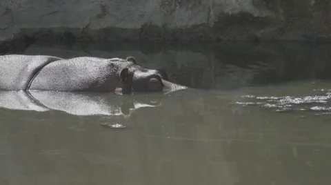 Hippopotamus in a Pond Stock Footage 66074161