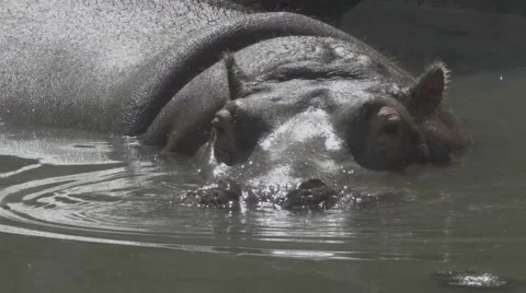 Hippopotamus in a Pond Stock Footage 66074565
