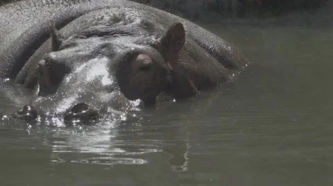 Hippopotamus in a Pond Stock Footage 66074665