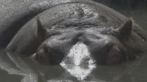 Hippopotamus in a Pond Stock Footage 66074855
