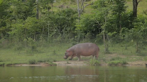 HIPPOPOTAMUS BY RIVER # 2 Stock Footage 29899402