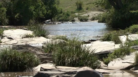HIPPOPOTAMUS UP RIVER Video stock 18105719