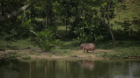 HIPPOPOTAMUS BY RIVER Video stock 29889701