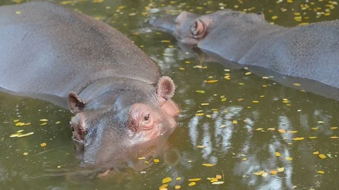 Hippopotamus in the river Stock Footage 92707731