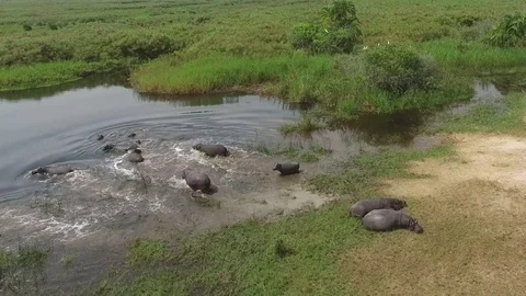 Hippopotamus running in the water. Drone Footage, Savannah, Africa Stock Footage 83340083
