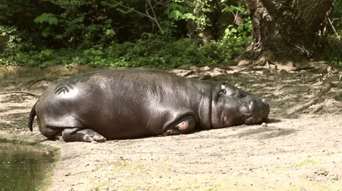 Hippopotamus sleeping Stock Footage 37569083