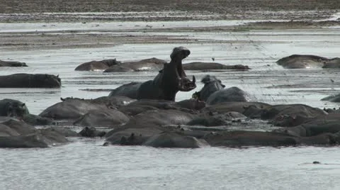 A hippopotamus splashes a another hippo with mud Stock Footage 12192848