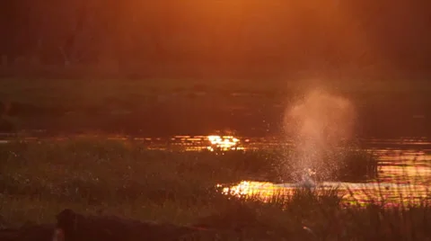 Hippopotamus spraying water Vídeos de archivo 24333853