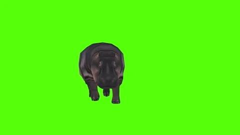 Hippopotamus Walking Green Screen Animation 4k Rendering Stock Footage 297160271