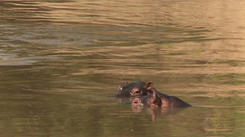Hippopotamus in water Video stock 33698131