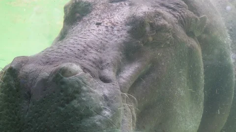Hippopotamus in water. Stock Footage 93530234