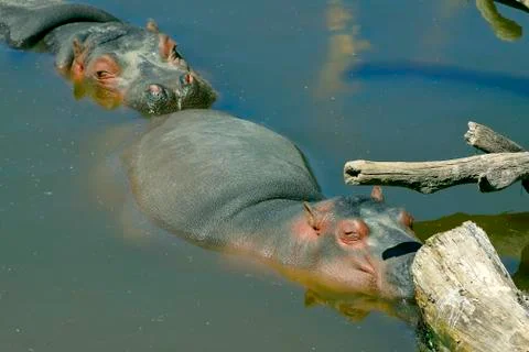 Hippopotamus in the water Stock Photos