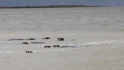 Hippopotamus in the wild Stock Footage 316698074