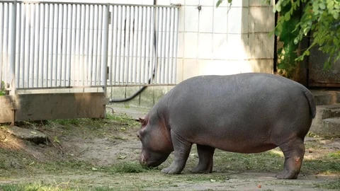 Hippopotamus in the zoo. Stock Footage 80221185
