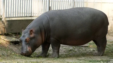 Hippopotamus in the zoo. Stock Footage 80283162