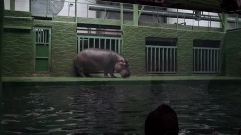 Hippopotamus in the zoo Stock-Footage 342662652
