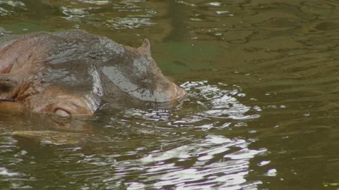 Hippopotamus1 Stock Footage 233582126