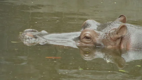 Hippopotamus10 Stock Footage 233589405