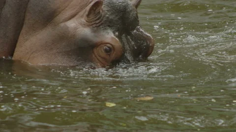Hippopotamus12 Stock Footage 233593911