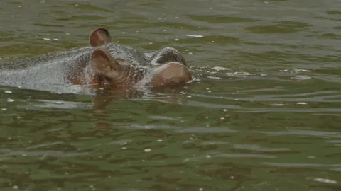 Hippopotamus13 Stock Footage 233594252