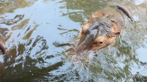Hippopotamus.2 Stock Footage 48638116