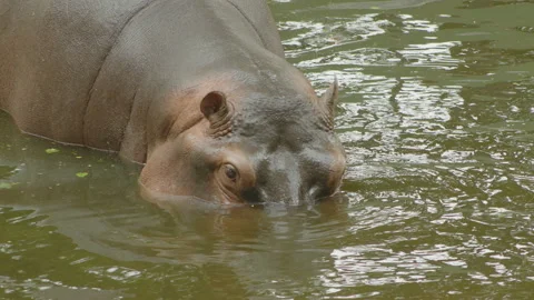Hippopotamus2 Stock Footage 233576681
