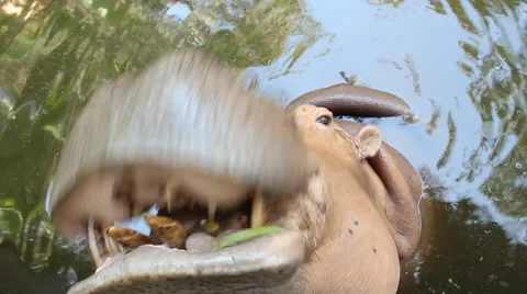 Hippopotamus.3 Stock Footage 48641071