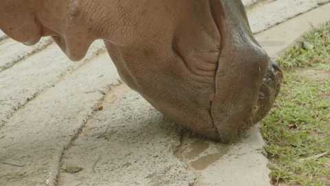 Hippopotamus3 Stock Footage 233581121