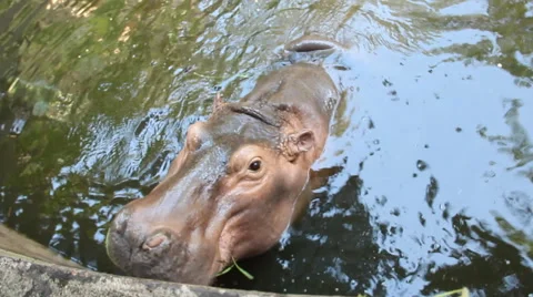 Hippopotamus.4 Stock Footage 48642344