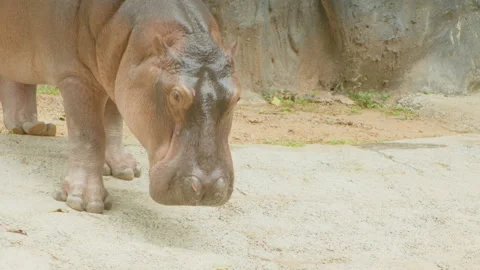 Hippopotamus4 Stock Footage 233582522