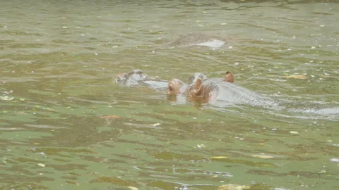 Hippopotamus5 Stock Footage 233590705