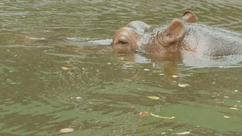 Hippopotamus6 Stock Footage 233585993