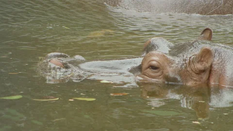 Hippopotamus7 Stock Footage 233585637