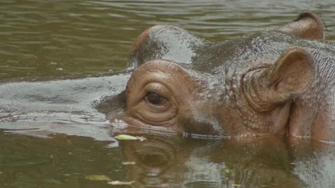 Hippopotamus8 Stock Footage 233587082