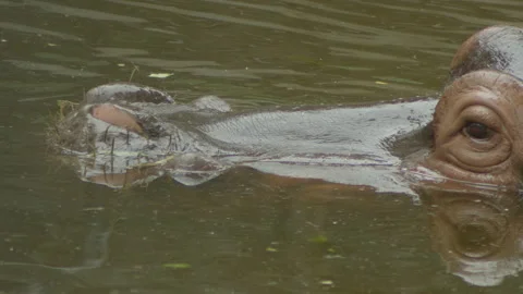 Hippopotamus9 Stock Footage 233588635