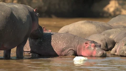 Hippopotamuses, also known as hippos around Tanzania water source 動画素材 322087053