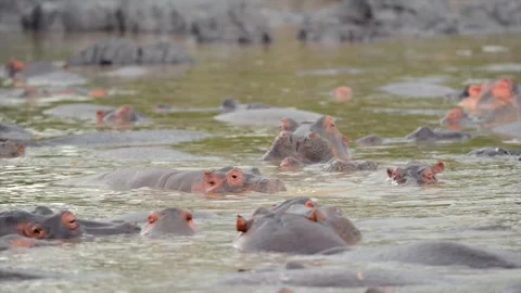 Hippopotamuses, also known as hippos floating in Tanzania water source Stock Footage 311024685