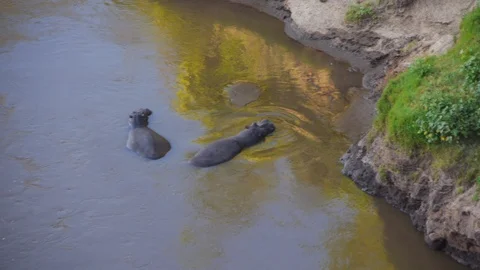 Hippopotamuses that does not care about any flying safari tourist over them Stock Footage 106793000
