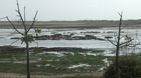 Hippopotamuses in the lake Stock Footage 12192837