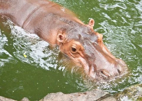 Hippopotamuses Stock Photos