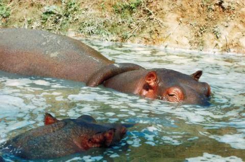 Hippopotamuses Stock Photos