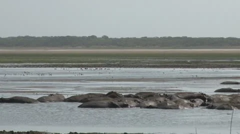 Hippopotamuses standing in the river Stock Footage 12192843